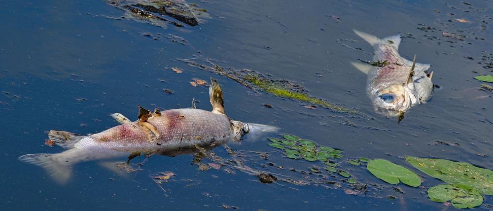 Zwei große tote Fische von etwa 50 Zentimetern Länge treiben an der Wasseroberfläche im Winterhafen – einem Nebenarm des deutsch-polnischen Grenzflusses Oder.