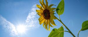 21.07.2024, Bayern, Heinersdorf: Eine Sonnenblume reckt ihre Blüte der Sonne entgegen.