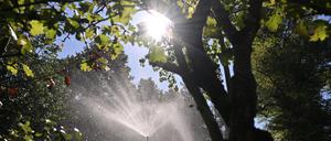 Nicht nur im Park Sanssouci hat es seit Wochen nicht geregnet. 