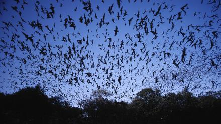 Fledermäuse sind Insektenjäger mit großem Appetit, die bei gesunden Beständen auch in großer Zahl auf Jagd gehen.