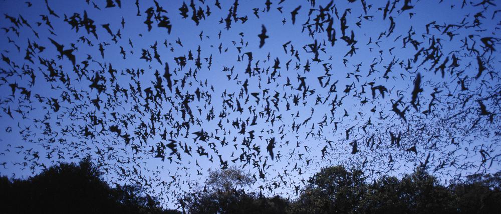 Fledermäuse sind Insektenjäger mit großem Appetit, die bei gesunden Beständen auch in großer Zahl auf Jagd gehen.