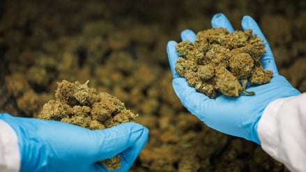 Mitarbeiterinnen eines Cannabis-Unternehmens befüllen in der Produktion den Trimmer mit Cannabis-Blüten.