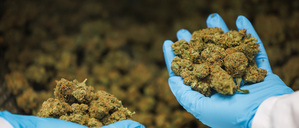 Cantourage produziert in einer Fabrik in Unterfranken Medizinalcannabis.  