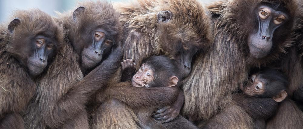 In ihrem natürlichen Lebensraum im äthiopischen Hochland ist es teils noch deutlich kälter, aber Dscheladas kuscheln auch im Stuttgarter Zoo. 