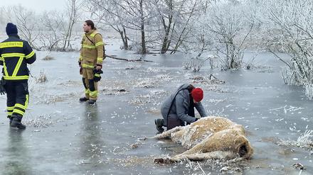 Erfrorene Kuh im Wasser bei Brandenburg an der Havel. (Archivbild)