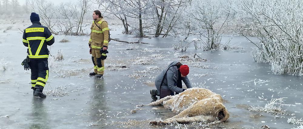 Erfrorene Kuh im Wasser bei Brandenburg an der Havel. (Archivbild)