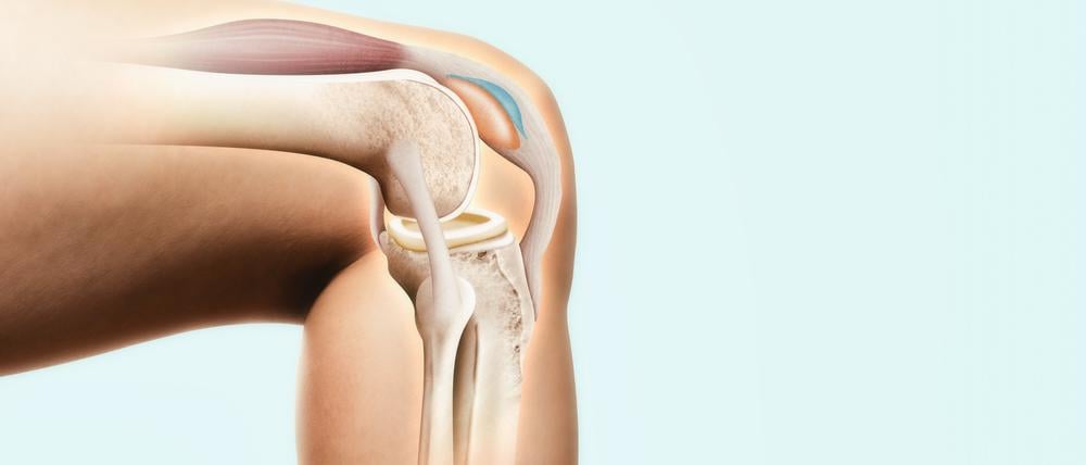 Das menschliche Knie.
