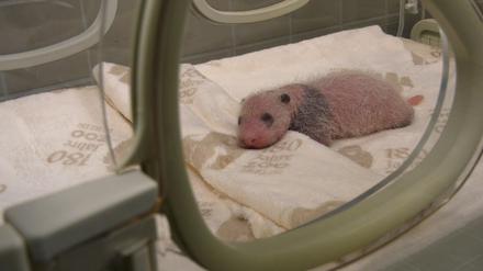 Die rund zwei Wochen alten Panda-Zwillinge im Berliner Zoo entwickeln sich nach Angaben des Berliner Zoos prächtig.