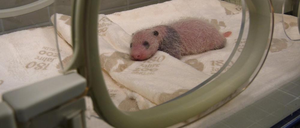 Die rund zwei Wochen alten Panda-Zwillinge im Berliner Zoo entwickeln sich nach Angaben des Berliner Zoos prächtig.
