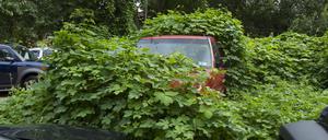 Viele Pkw-Besitzer nutzen ihre Autos nur selten.