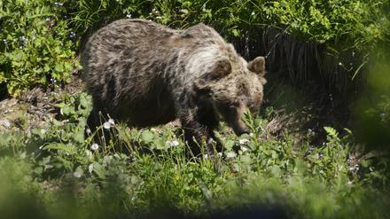 Ein Braunbär.