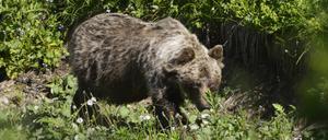 Ein Braunbär.