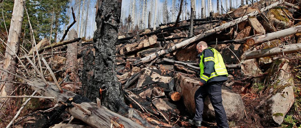 Der Einsatzleiter der Feuerwehr Wernigerode geht unterhalb der Brandfläche am Königsberg in das Einsatzgebiet und besichtigt die Fläche.