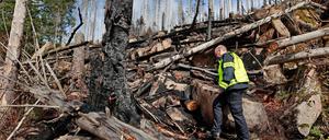 Der Einsatzleiter der Feuerwehr Wernigerode geht unterhalb der Brandfläche am Königsberg in das Einsatzgebiet und besichtigt die Fläche.