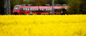 Ein Regionalzug der Bahn fährt hinter einem blühenden Rapsfeld nahe Potsdam (Brandenburg) vorbei. 