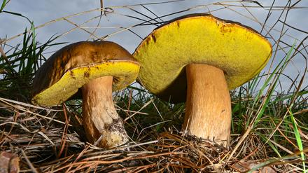 Zwei große Steinpilze wachsen an einem Waldrand. 