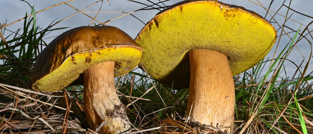 Zwei große Steinpilze wachsen an einem Waldrand.