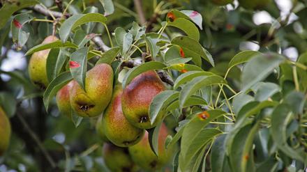 Mehr Birnen für Marzahn und Hellersdorf: Auch Obstbäume sind beim Bezirksamt zu bekommen.