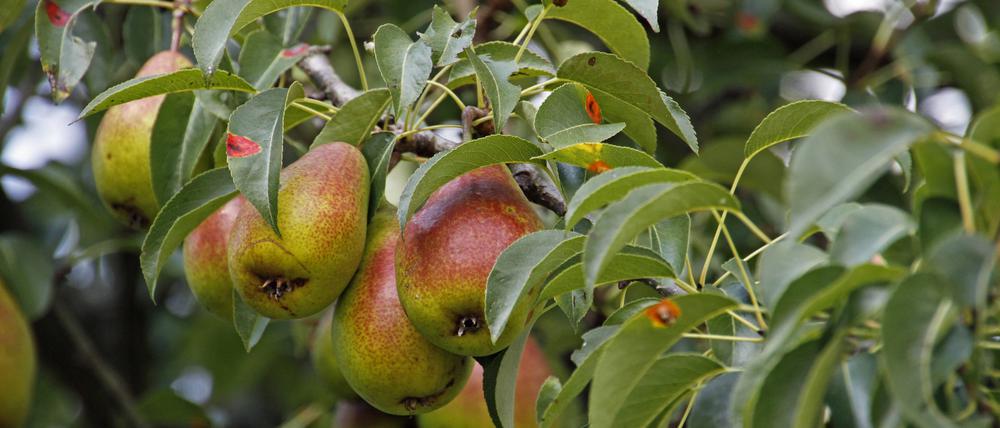 Mehr Birnen für Marzahn und Hellersdorf: Auch Obstbäume sind beim Bezirksamt zu bekommen.