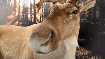 Auch ein Elch ist Teil der neuen Sonderausstellung „Tiere im Polarlicht“ im Naturkundemuseum Potsdam. 