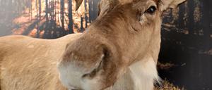 Auch ein Elch ist Teil der neuen Sonderausstellung „Tiere im Polarlicht“ im Naturkundemuseum Potsdam. 