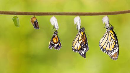 Aus der Puppe schlüpft der Schmetterling: Ein extremer, aber äußerst erfolgreicher Lebensstil.