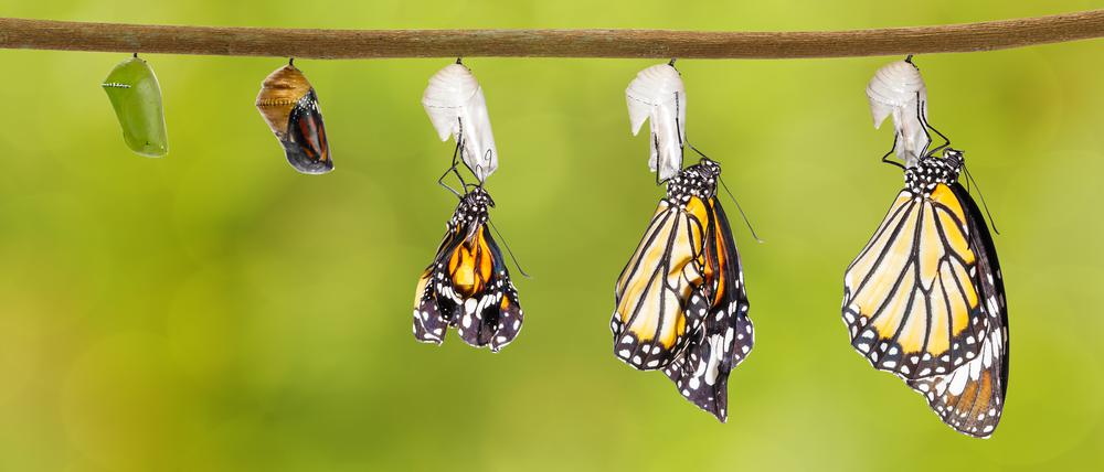 Aus der Puppe schlüpft der Schmetterling: Ein extremer, aber äußerst erfolgreicher Lebensstil.