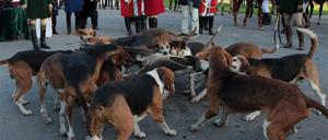 Luisenjagd Mopke, Neues Palais. 69 Reiter, 18 Hunde und Kutschen mit kostümierten Passagieren: Am Samstag hatte der Brandenburger Hunting-Club zur ersten historischen Luisenjagd zu Sanssouci eingeladen - in Erinnerung an Preußenkönigin Luise. Für die Kutschen ging es vom Treffpunkt am Neuen Palais zum Luisenplatz, für die Reiter in den Wildpark. Jagdhund. Foto Manfred Thomas