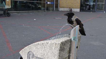Trinkbrunnen Potsdam Hauptbahnhof, Hitzeschutz, kostenloses Trinkwasser