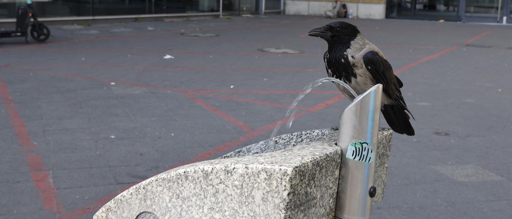 Trinkbrunnen Potsdam Hauptbahnhof, Hitzeschutz, kostenloses Trinkwasser
