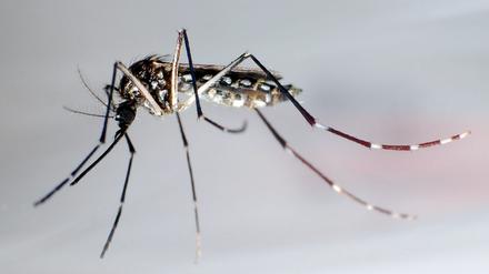 Eine Stechmücke der Art «Aedes aegypti» - auch «Stegomyia aegypti». die Gelbfiebermücke, Denguemücke oder Ägyptische Tigermücke überträgt verschiedene Krankheiten, darunter Dengue-Fieber, Gelbfieber und das Zika-Fieber.