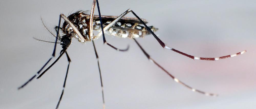 Eine Stechmücke der Art «Aedes aegypti» - auch «Stegomyia aegypti». die Gelbfiebermücke, Denguemücke oder Ägyptische Tigermücke überträgt verschiedene Krankheiten, darunter Dengue-Fieber, Gelbfieber und das Zika-Fieber. 