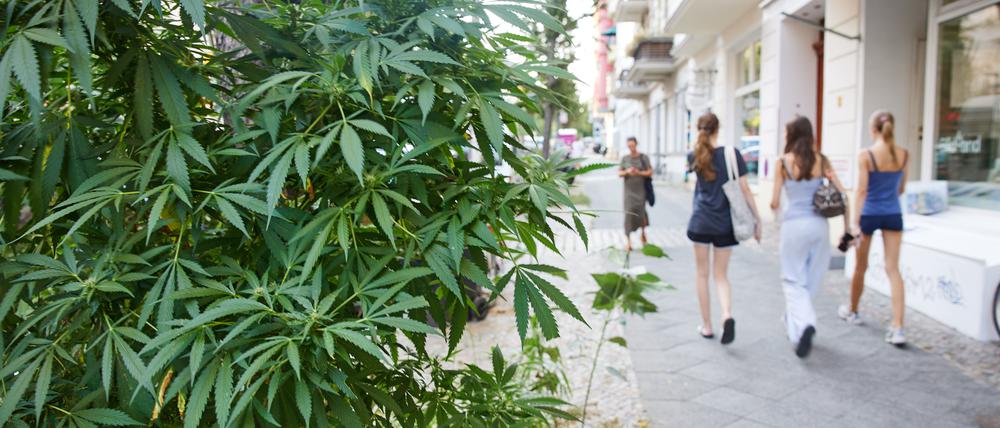 Drei Meter hoch: Die Hanfpflanze auf einer Baumscheibe der Immanuelkirchstraße in Prenzlauer Berg.