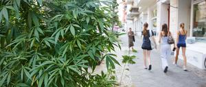 Drei Meter hoch: Die Hanfpflanze auf einer Baumscheibe der Immanuelkirchstraße in Prenzlauer Berg. 