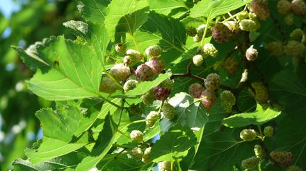 Weiße Maulbeeren am Zweig: Noch wenige alte Bäume dieser Sorte gibt es in Berlin.