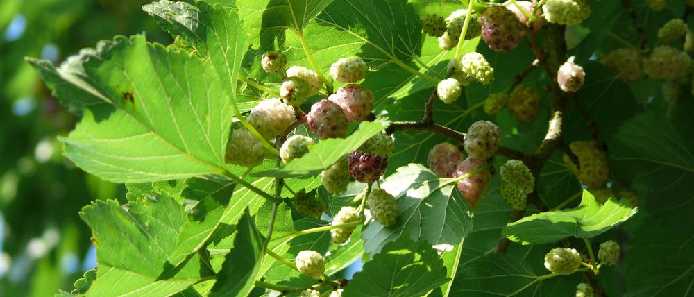 Weiße Maulbeeren am Zweig: Noch wenige alte Bäume dieser Sorte gibt es in Berlin.