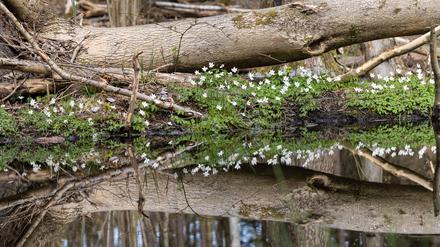 Naturnahe Ufer lassen Platz für umgestürzte Bäume und selten gewordene Pflanzen und Tiere.