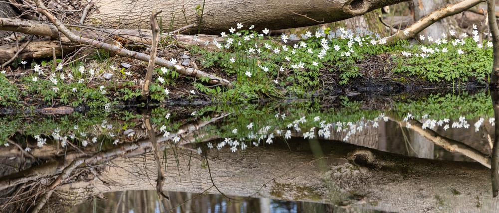 Naturnahe Ufer lassen Platz für umgestürzte Bäume und selten gewordene Pflanzen und Tiere.