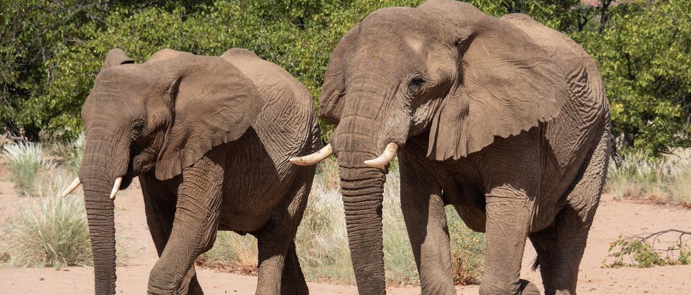 Nach Namibia sieht sich nun auch Simbabwe zu einem drastischen Schritt gezwungen.