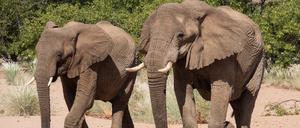 Nach Namibia sieht sich nun auch Simbabwe zu einem drastischen Schritt gezwungen.