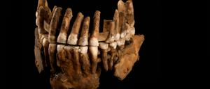 Kiefer des Neandertalers „Thorin“.