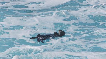 Ein Seeotter treibt in Kalifornien im Wasser. 
