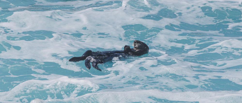Ein Seeotter treibt in Kalifornien im Wasser.