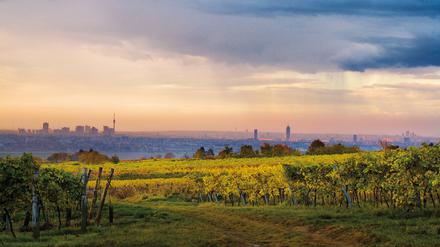 Wien Wein, Nussberg, Herbst. Promifoto