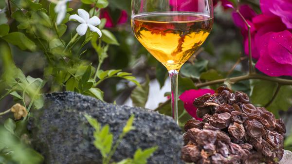 Weinbau auf Pantelleria. Promofoto