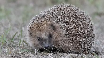 Igel sind seltener geworden, derzeit aber gut zu beobachten.