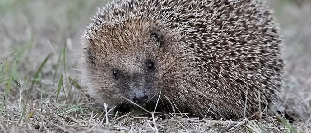 Igel sind seltener geworden, derzeit aber gut zu beobachten.