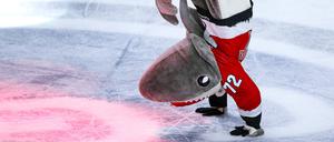 Viele Zuschauer garantiert. Kölns Maskottchen Sharky tanzt auf dem Eis.