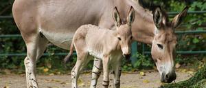 Dieses Somali-Wildesel-Fohlen ist 2024 im Berliner Tierpark geboren worden.