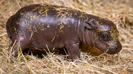Große Kulleraugen, Wackelöhrchen, kurze Beine: Mini-Hippo Toni weckt den Brutpflegeinstinkt.